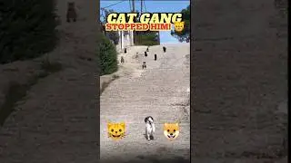 Must Watch 😂: Dog Turns Back After Cat Gang Blockade#funnyanimals#dogVscat #viralshorts