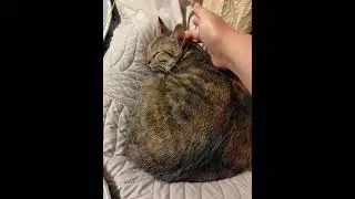 ねこ友会すずちゃん
