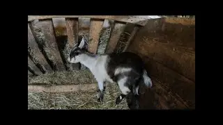 Baby goat broken leg update