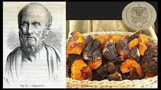 Fungi in Traditional Healing Practices
