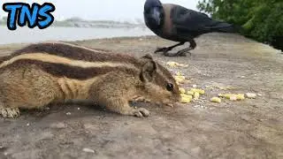 Squirrels eating food in the morning very close view