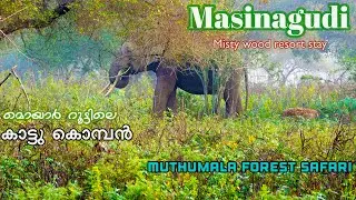 കുടുംബവുമായി വീണ്ടും മസിനഗുഡിയിലേക്ക് | Mistywoods resort stay & Muthumala forest safari