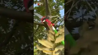 Telescopic Pruning Saw Pole