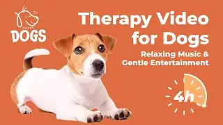 4 hours of STRESS-FREE DOG RELAXATION TV | gentle MUSIC for WELLNESS
