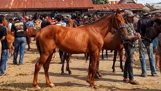 HORSES MAKE VERY LOUD SOUNDS WHEN DUMPED AT THE SAME TIME | HORSE SALES BUSINESS