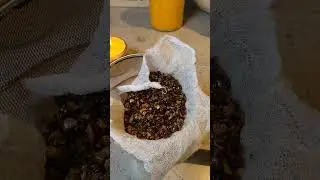 Making Burdock Root and Tea Tree Hair Oil for a healthy scalp #hissingeagle #burdockroot #hairoil