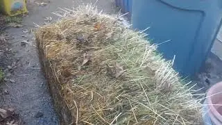 Conditioning hay bales in winter for the spring garden Part 1
