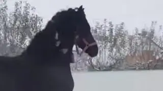 BINSKI and Yardiie (short-film)