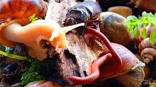 A Close-up of Nature's Rare Encounter: Unique Millipede, Snail and Rhino beetle #rareencounter
