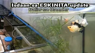 'Kontrobersyal para mabilis daw mabuntis ang Molly'😱Isdaan sa Eskinita-KAWIT cavite
