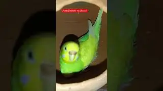 My Love Birds pair laying Eggs #birds #lovebirdsfarming #lovebird #budget#parrotbreeding #Fish #hens