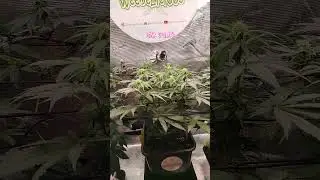 Day 64 Tropical Marker, Purple Kush, Pink Gelato #420  #indoorgarden  #kannabia #spiderfarmerled