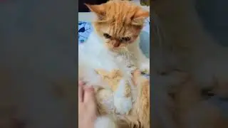 My cute cat Ori @MrBeast @BTS @tseries @WWE @CoComelon @LikeNastyaofficial