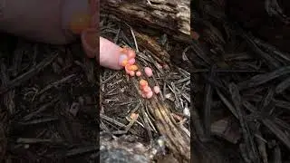 Выдавливаем прыщи природы: слизевик волчьего молока (Lycogala epidendrum)