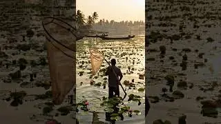 #Fisherman #BangladeshNature #TraditionalFishing #LifeOnWater #WetlandLife