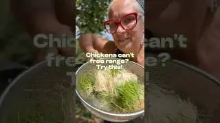 If your chickens can&rsquo;t free range, try this! #chickenlove #chickenkeeping #chickencoop