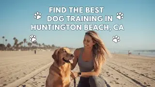 Find the Best Dog Training in Huntington Beach California
