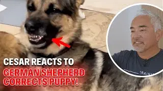 LIVE - Cesar Millan Reacts to Videos