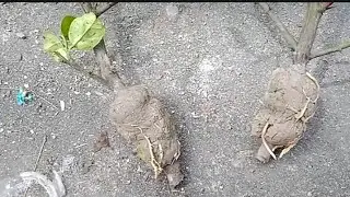 How to do Air Layering in lemon tree with only soil, Fast And Easy Method to grow lemon cutting