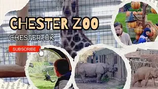 Surprise visit to CHESTER ZOO for half term, w/ the kids. Seeing elephants, giraffes, rhinos &more