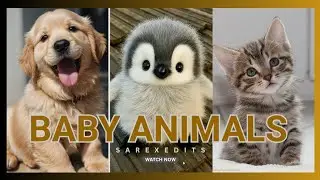Baby Animals | Amazing World Of Young Animals @SarexEdits-official 