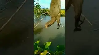 Jaring BULUS Di Sungai #jaringikan #menjaringikan #perangkapjaring #sarangbulus #perangkap #trapfish
