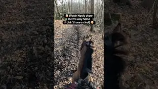 Smart Hardy w/ Betsy Harris #amazing #horse #equestrian #viralshorts #horseriding #fyp #trending