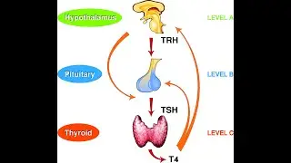 Thyrotropin Releasing Hormone (TRH) ; Definition, Application in Thyroid Hormone Synthesis