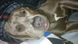 #shorts Goodnight Storm #rescue #rescuepup #cutepuppy #pitbulllove #fy