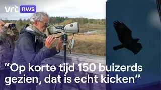 Topweekend voor vogelspotters: duizenden buizerds trekken naar Zuid-Europa