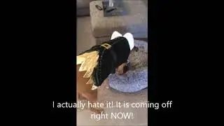 Archie the boxer dog and his Christmas costume