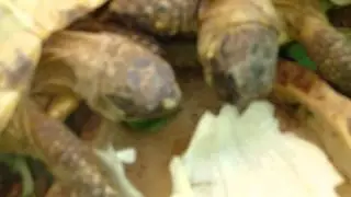 TORTUGAS RUSAS ZAMPANDO LECHUGA