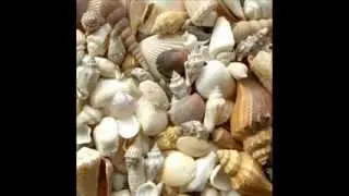 Mollusks by Robin Walling - Science in Song
