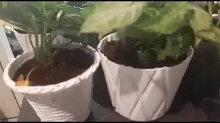 plants slow motion video