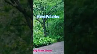 Peaceful Relaxing&nbsp;&nbsp;Rain Sounds For Sleeping 🌿Stop Over thinking, Stress Relief Sounds, Calming Sound