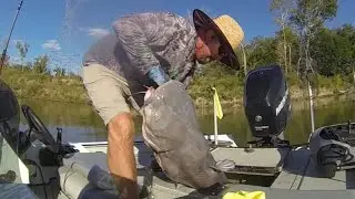 The Bumping Giant 80 Pound Blue Catfish!