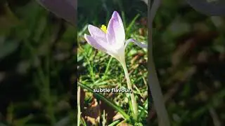 👑 More expensive than gold! 😲Like & Sub 🌟 #Saffron #LuxurySpice #Gourmet #ExpensiveTastes #Flower