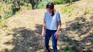 Me he encontrao un animal extraviado, qué hacemos con él