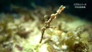 カミソリウオの一種