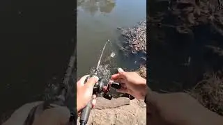 Downtown DALLAS Texas Largemouth Bass #bass #trending #fyp #fishing