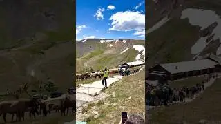 The bull elk have ascended to the top of the Rocky Mountain National Park to take back what&rsquo;s theirs