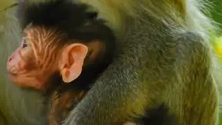 Baby Monkey Crying Loudly &ndash; Heartbreaking Wildlife Moment