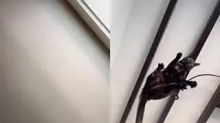 No animal was harm in this video