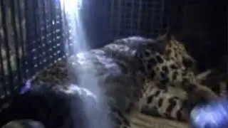 Widespread chaos as leopard sneaks into police station in India