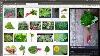 [Eng] Retraining of Detectron 2 for plant segmentation from synthetic data
