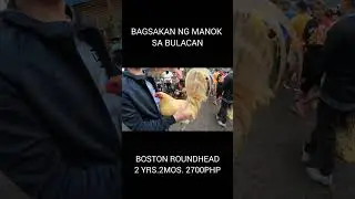 BULACAN PET MARKET #pets in grotto boston roundhead