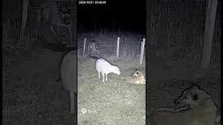 Real Chupacabra Caught on Camera?! 😱