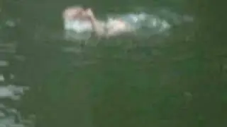 baleine blanche