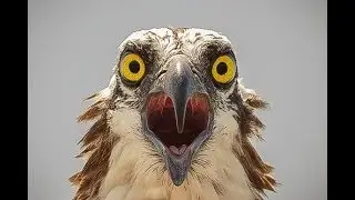 Shocking And Interesting Facts About Birds in Urdu | Bird Facts In Hindi