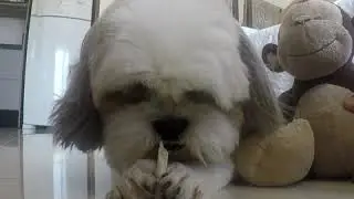 Shih Tzu Lovers YouTube Channel by Manuzinha The Shih Tzu